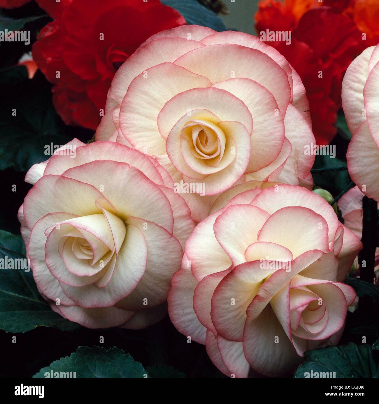 Begonia x tuberhybrida - `Tahiti'   HPS046269 Stock Photo